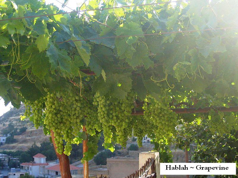 Hablah / Grapevine